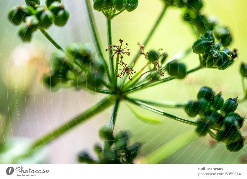 Umbellifer flowering flower natural light naturally Love of nature Blossoming Apiaceae Flower Flower umbel Nature Plant umbelliferous bloomers heyday