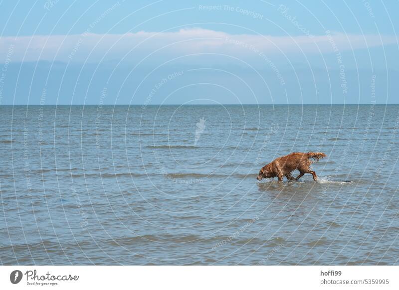 A dog runs through the mudflats when the water is rising North Sea Dog Beach Purebred Animal portrait Walk along the tideland Mud flats Joy 1 Running Movement