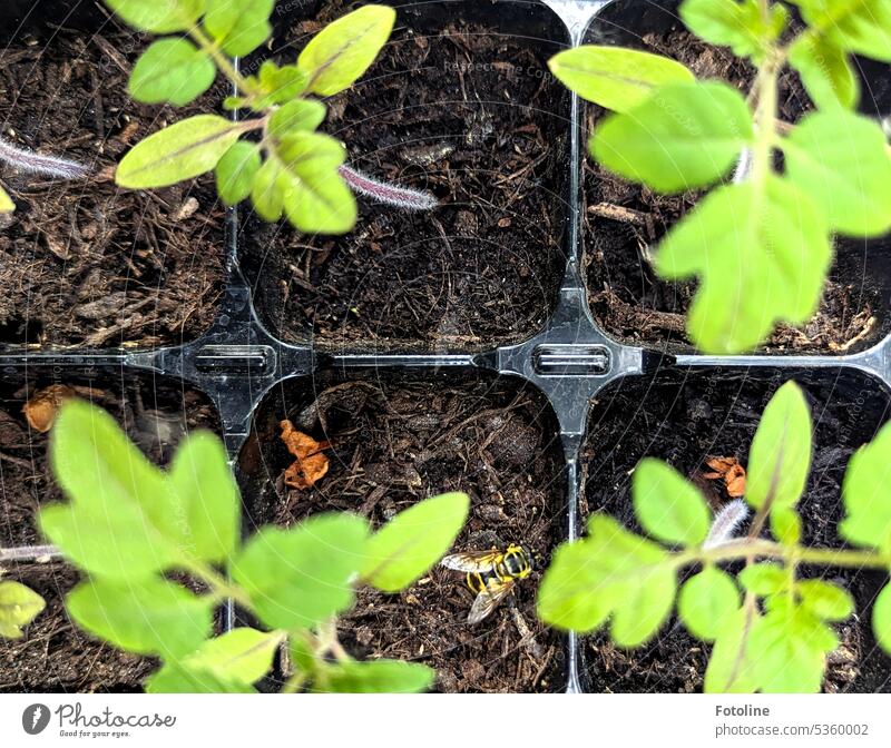 My pre-grown tomato plants are growing in the plant trays. A small hoverfly takes a short break between the delicate plants. cultivation Green Plant Growth