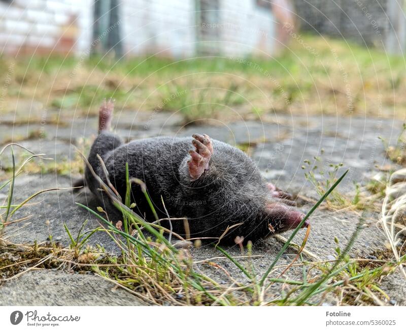 On the way to work I discovered this little dead mole. The paws still quite dirty from all the digging he is lying on his back on stones. His small dead body shows no injuries. It looks like he is just sleeping.