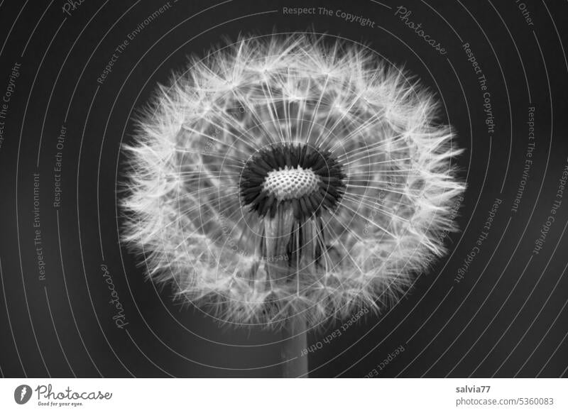 Dandelion against dark background seed stand dandelion Black & white photo Contrast Flower Sámen Plant Nature Macro (Extreme close-up) Ease Delicate Soft Easy