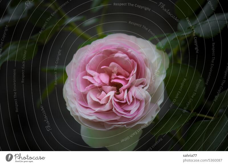 Rose season | pink rose flower with leaf green against dark background Blossom Pink Fragrance Flower Garden Summer Blossoming Rose blossom Close-up Plant