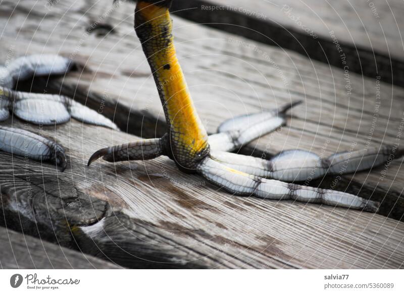 gray in gray | coot feet Coot Toes Feet Detail Bird Wood on a big foot Swim toes Rail Ornithology Wood grain weathered wood Barefoot large foot quaint