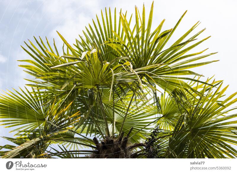 Frog perspective | lying under palm trees Palm tree palm leaves Green Leaf Sky Plant Summer Vacation & Travel palms Palm frond Nature Vacation mood palm branch