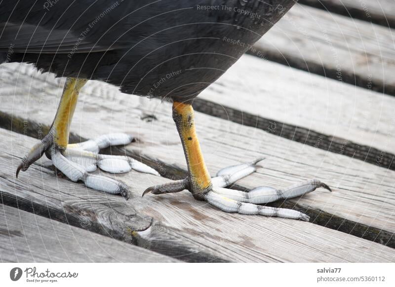 Freak of nature | toes with floaties Coot Bird waterfowl Nature Ornithology Fulica atra Animal animal world waterfowls Toes feet Stand Wood White-throated Crake