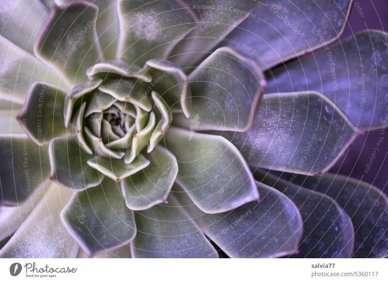 Houseleek with spiral leaf arrangement according to Fibonacci Succulent Sempervivum houseleek Spiral Leaf Structures and shapes Plant Nature