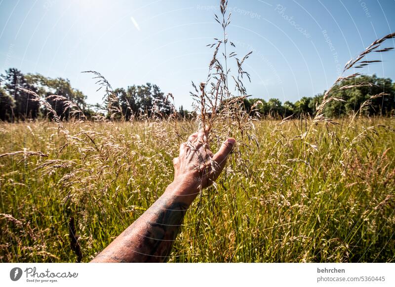 senses Field Summer Nature Landscape Environment Plant Exterior shot idyllically Idyll Colour photo Hand Grass grasses feel Caress Delicate Smooth To enjoy