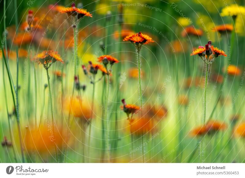 Orange hawkweed orange hawkweed Meadow Wild herbs Nature Plant Blossom Blossoming variegated Spring Muddled naturally Flower Summer Wild plant Flower meadow