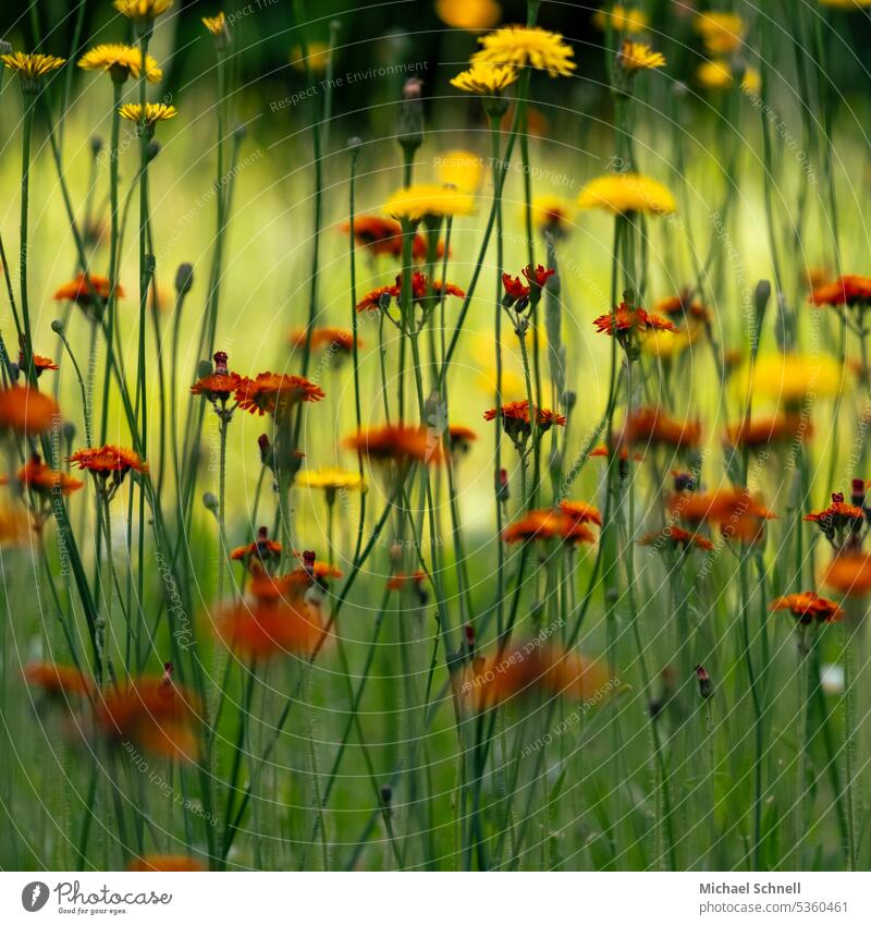 red yellow green - politics in the garden Common piglet weed orange hawkweed Meadow Wild herbs Nature Plant Blossom Blossoming variegated Coalition policy