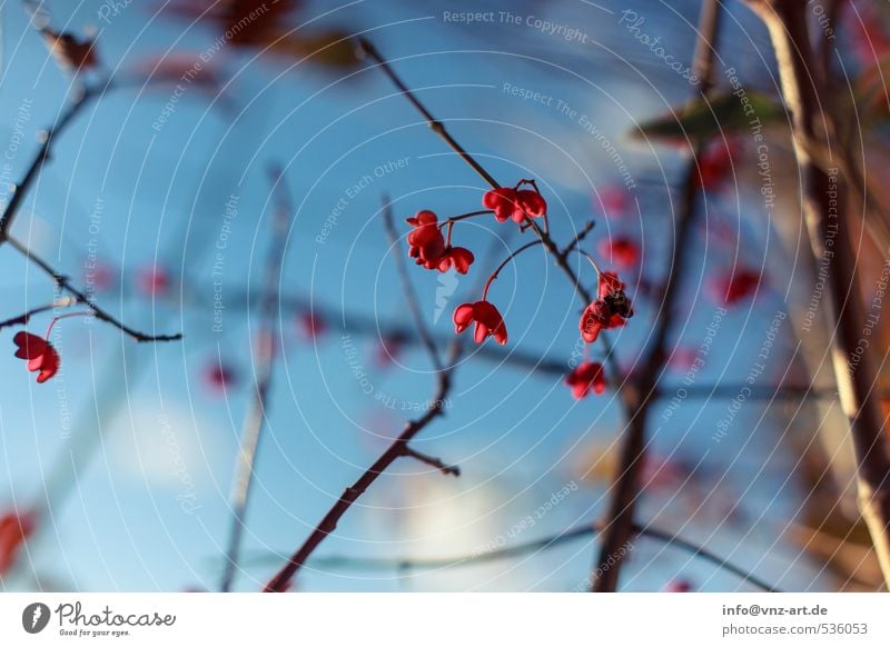 RedBlue Environment Nature Sky Autumn Plant Tree Bushes Blossom Garden Park Forest Autumnal Blossoming Colour photo Exterior shot Deserted Day Light Shadow