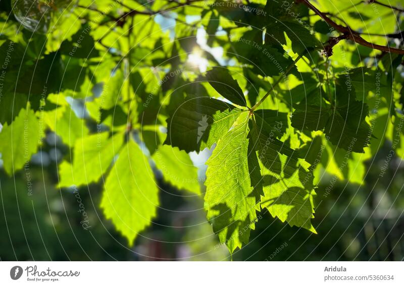 Vine leaves in sunlight vine leaves Green Sunlight Nature Leaf Light Plant Back-light climbing plant Shadow blurriness Beautiful weather Summer