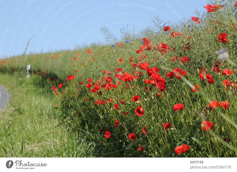 monday Summer flowers road bend Roadside Margin of a field Reflector post Canola Faded Corn poppy poppy blossoms Red Illuminate poppy buds grasses cornflowers