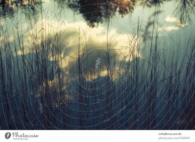 In the mirror Environment Nature Landscape Water Sky Clouds Autumn Plant Bushes Fern Lakeside Pond Moody Reflection Colour photo Exterior shot Deserted