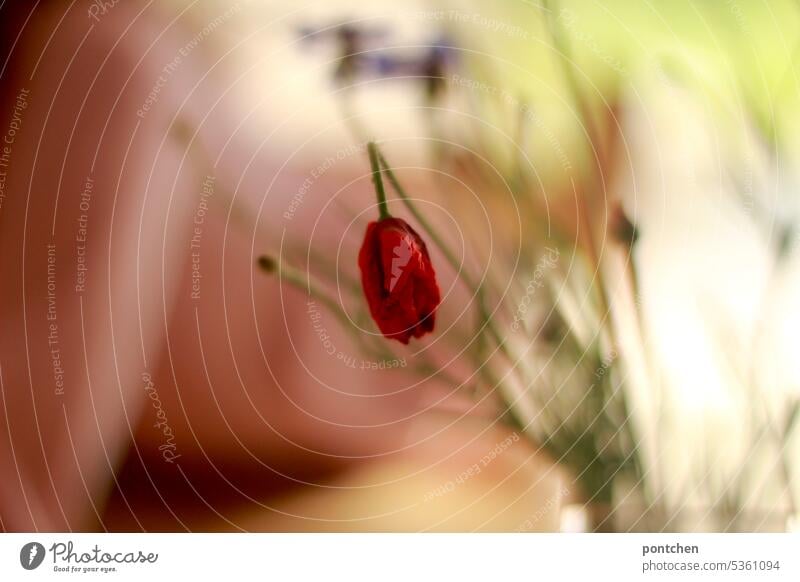 dried up poppy flower in a vase on a terrace. flooded with light. a girl bends over the table. out of focus Vase poppies Shriveled ornamental Adornment Terrace