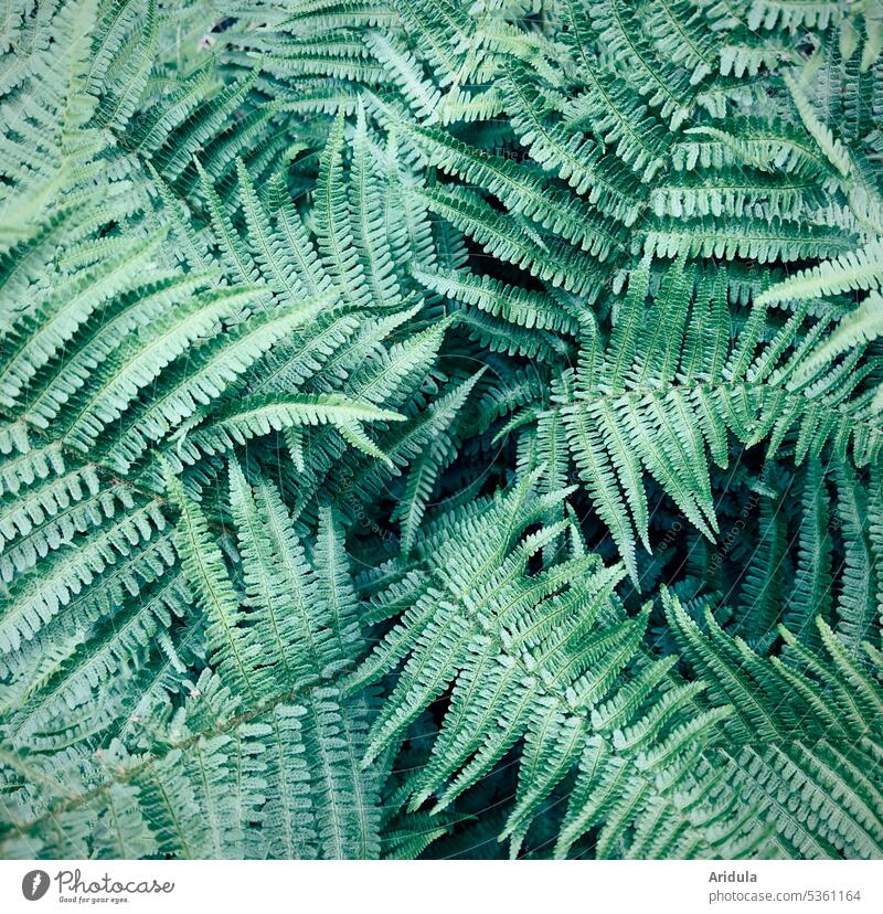 Fern No. 2 Green blue-green Turquoise Nature Plant Fern leaf Foliage plant Leaf Forest