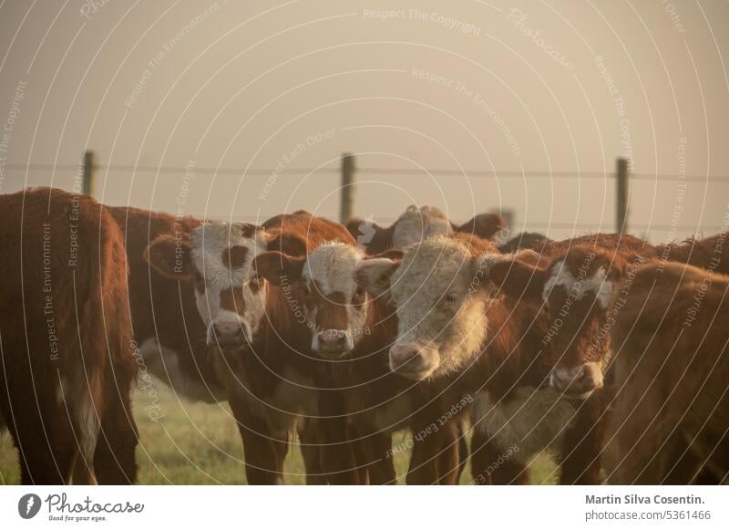 Herd of cows in the countryside of Uruguay. aberdeen aerial agriculture angus animal animals argentina background beef black bovine breed calf calf cow cattle