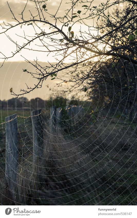 the other day, at sunrise... Landscape Plant Sky Clouds Sun Sunrise Sunset Sunlight Autumn Tree Grass Leaf Fence Fence post Wire netting fence Breathe