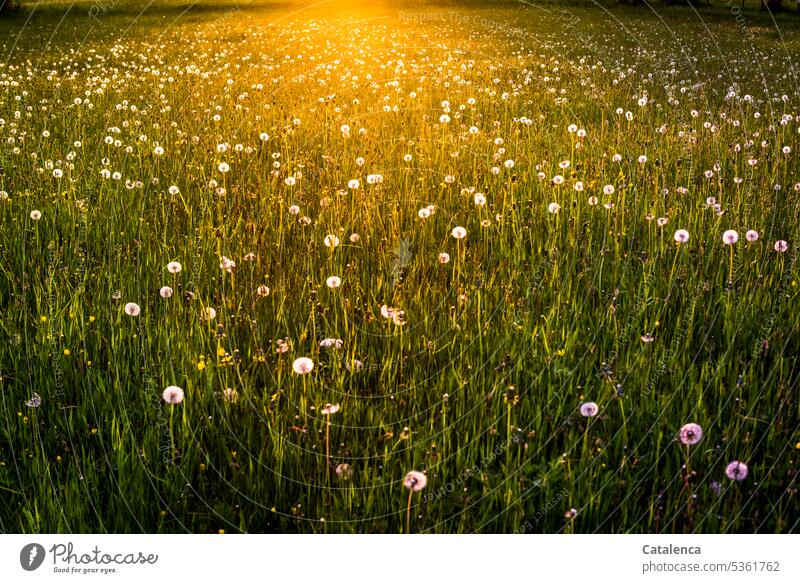 Meadow with dandelions in evening light Sámen Yellow Dandelion fade daylight Grass Blossom Flower Plant flora Twilight Moody Evening Landscape Summer fields