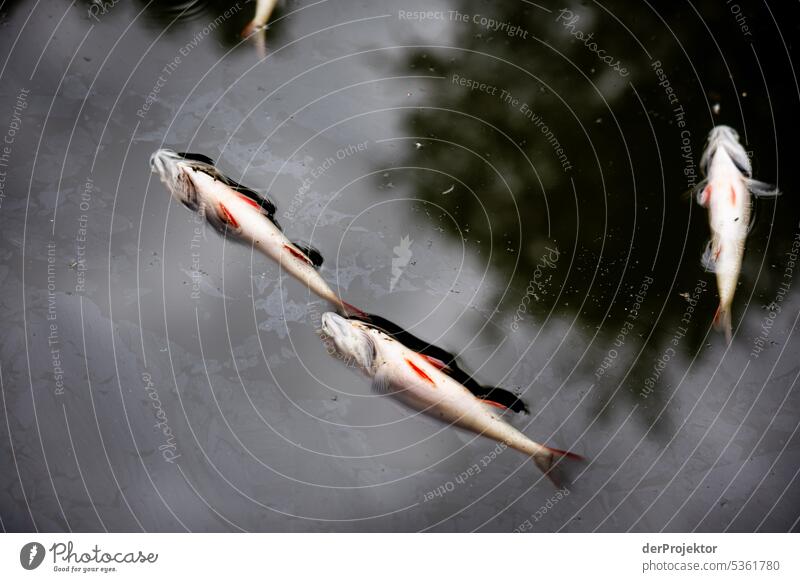 Dead fish in the Neukölln shipping canal I Deserted Copy Space middle Structures and shapes Copy Space top Pattern Abstract Contrast Exterior shot