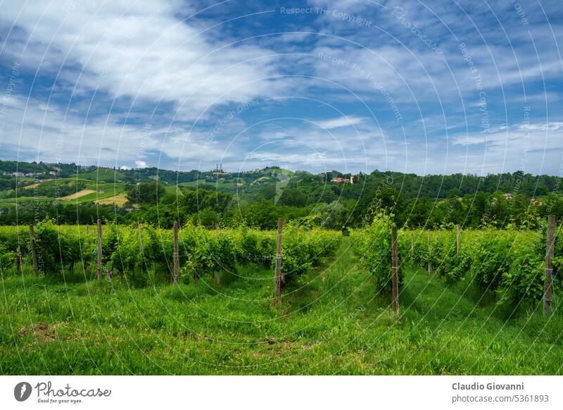 Hills of Oltrepo Pavese at June. Vineyards Europe Italy Lombardy Pavia Stradella agriculture color country day field green hill landscape nature photography