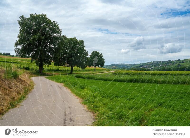 Hills of Oltrepo Pavese at June Europe Italy Lombardy Pavia Stradella agriculture color country day field green hill landscape nature photography plant road