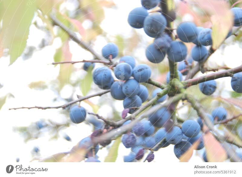 sloe berries on a branch Sloe damson hedgerow forage gather fruit autumn autumnal fruits Autumnal colours nature purple background Berries Exterior shot