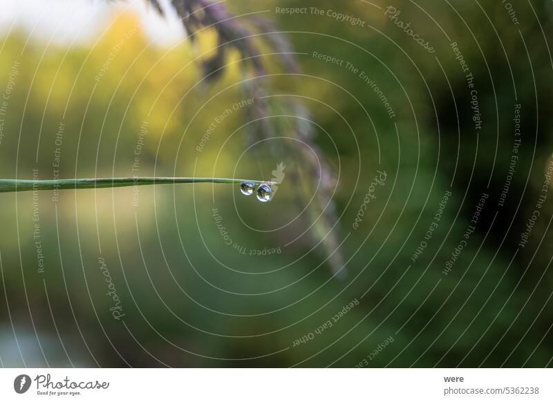 Tiny drops of water on the pointed leaves of a sedge on the bank of a stream Carex Carex hirta Drops H2O Liquid Plant copy space dew drops fluid fresh