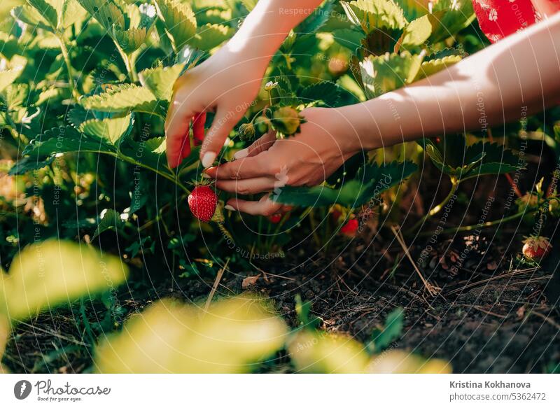 Woman pluck ripe red strawberry from bush in summer garden. Harvest concept. agriculture bed berries closeup collect day eco edible faceless farm farmer farming