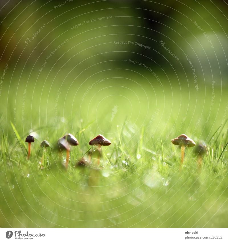 Plant | Colony Nature Autumn Grass Mushroom Mushroom cap Shaggy mane Meadow Growth Idyll Colour photo Exterior shot Copy Space top Copy Space bottom Day Light