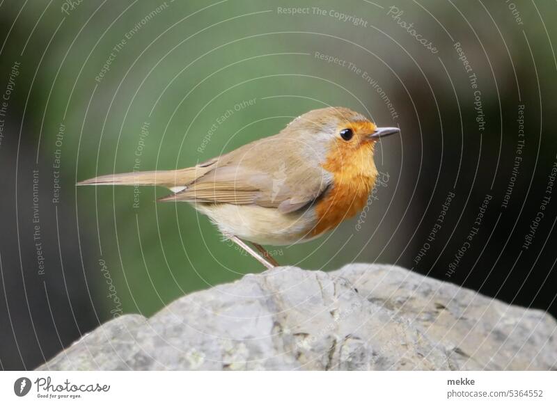 Robin posing in profile Robin redbreast Bird Small Cute Animal portrait Songbirds songbird Wild animal Ornithology Garden Nature Stone Forest Brook Profile pose