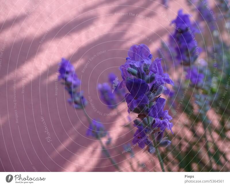 flowering lavender Lavender lavender scent lavender blossom Lavender colors Violet Shadow bee-friendly Summertime Mediterranean Fragrance Aromatic Comforting