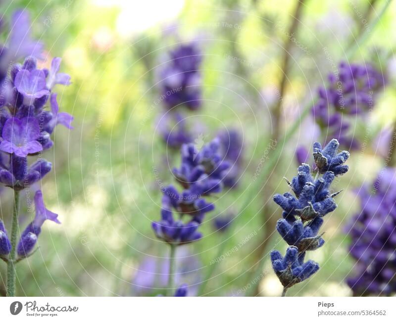 Lavender flowers and buds lavender blossom lavender scent Summer purple Summer feeling Blossom natural light Comforting Fragrance flavor Purple flowers Garden