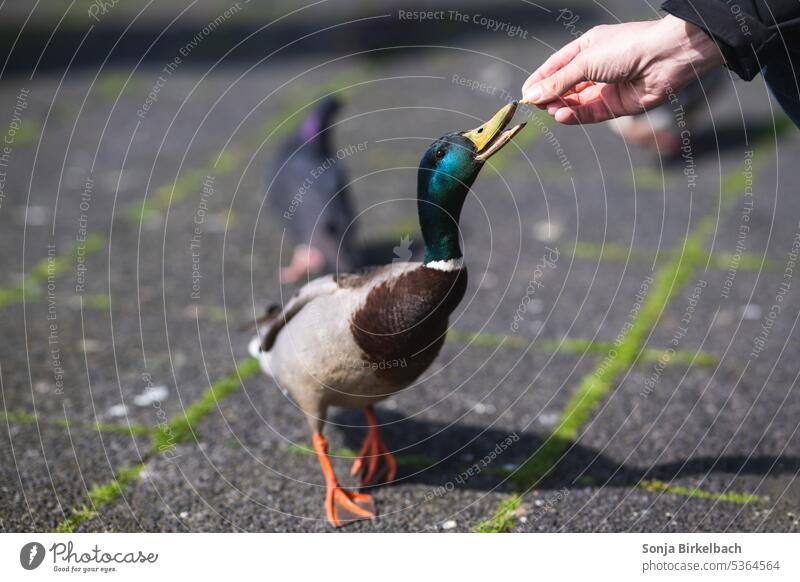 So hungry :)   A man is hand feeding a duck food male park Reykjavi city hall bred greedy water bird common duck Bird Duck Animal Duck birds Nature Wild bird