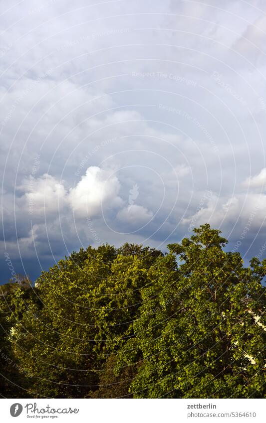 Clouds in park Berlin Far-off places Sky Horizon Deserted Skyline Summer Copy Space wide Tree Forest Treetop Crown leaves chlorophyll Weather Climate Park