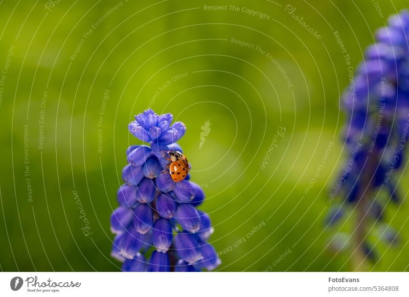 Ladybug on a hyacinth in green nature grape hyacinth live crawling European leaf insects eat orange animal small plant wild macro outside macro shot Green