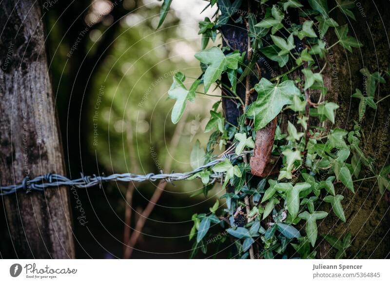 Barbed wire and Ivy on a fence post Wire ivy rusted rustic farmer farmers field authentic farming Barbed wire fence Fence Border Barrier Protection