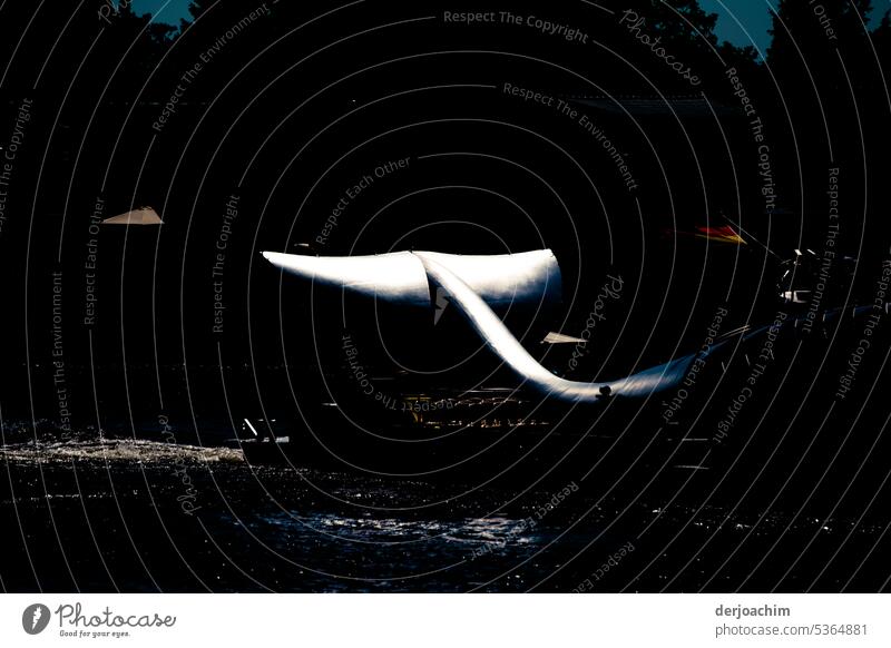 The Berlin whale is brought home. Fish Colour photo Deserted Animal Day Multicoloured Close-up Detail Dead animal Exterior shot Lie Deck reclining Tail fluke