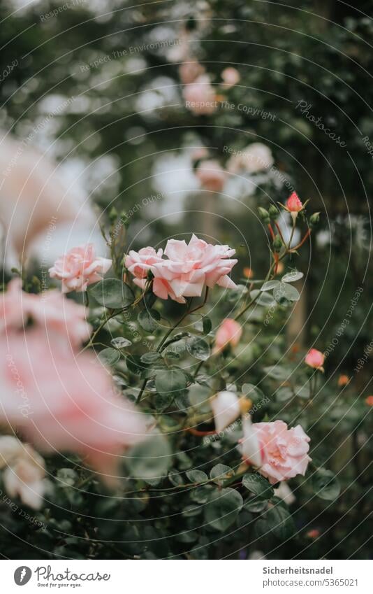 climbing roses Creeper Summer Plant Flower Blossom Pink Blossoming pretty Garden Colour photo Deserted Exterior shot pink Rose blossom Rose leaves Romance Day