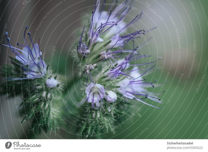 Close up phacelia Close-up Flower Blossoming purple Purple Flower bee-friendly blood streaks Field flowers tufted flower bee friend Plant Violet Nature Summer