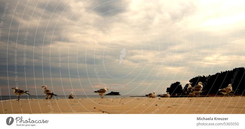 9 seagulls standing on a wall, by the sea, cloudy sky feathers Concrete wall vacation Rovinj evening mood Croatia Colour photo Exterior shot Vacation & Travel