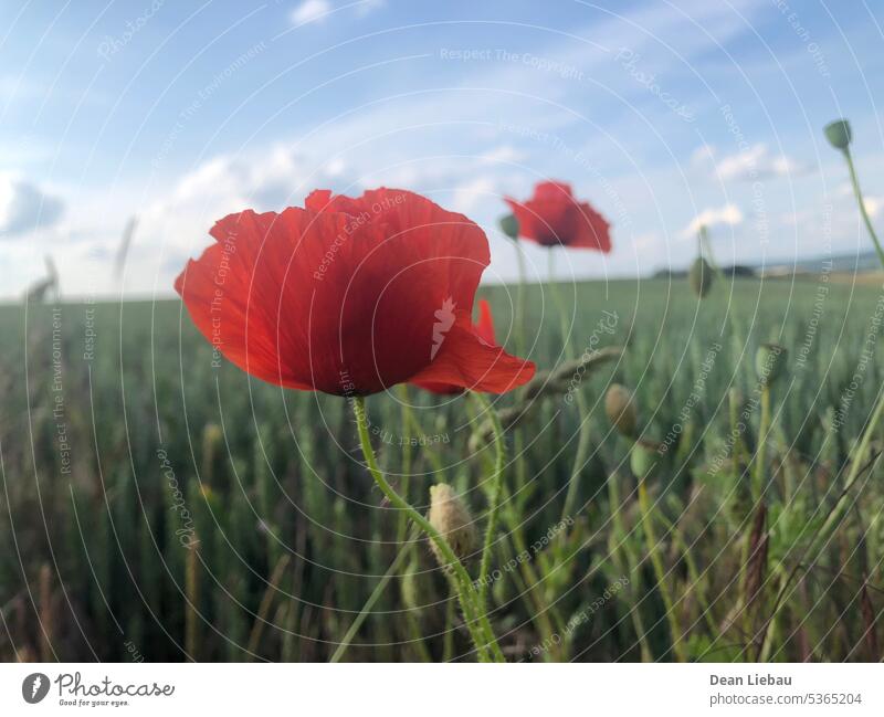 Poppy on a field summer flower sky focus clouds