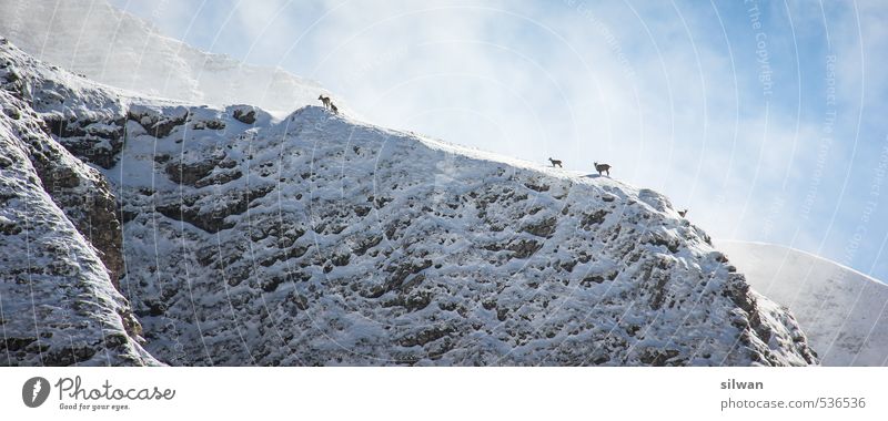 climb up Nature Landscape Winter Mountain schesaplana Animal Wild animal Group of animals Herd Far-off places Cold Athletic Blue White Love of animals Peaceful