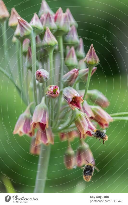 Bumblebees to a Sicilian honey leek Sicilian honey garlic Allium siculum Sicilian mock leek Bulgarian decorative garlic Leek family Allioideae blossoms heyday