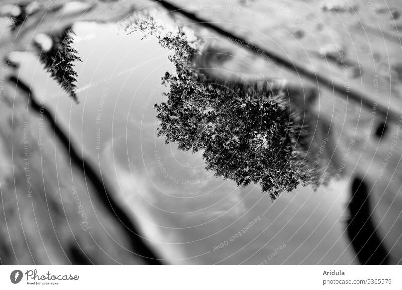 After the rain | A fir tree, trees and blue sky reflected in a puddle on a wooden table b/w Table Puddle Reflection Water Wet Rain reflection Weather