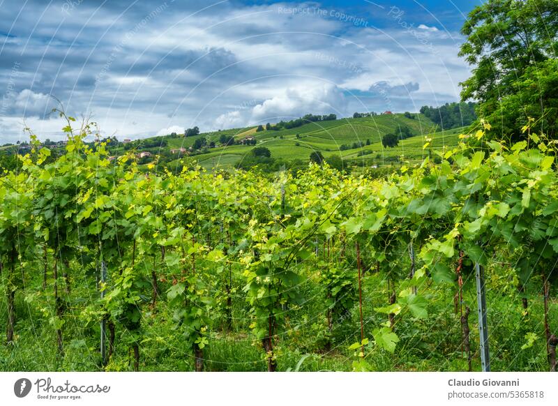 Hills of Oltrepo Pavese at June. Vineyards Europe Italy Lombardy Pavia Stradella agriculture color country day field green hill landscape nature photography