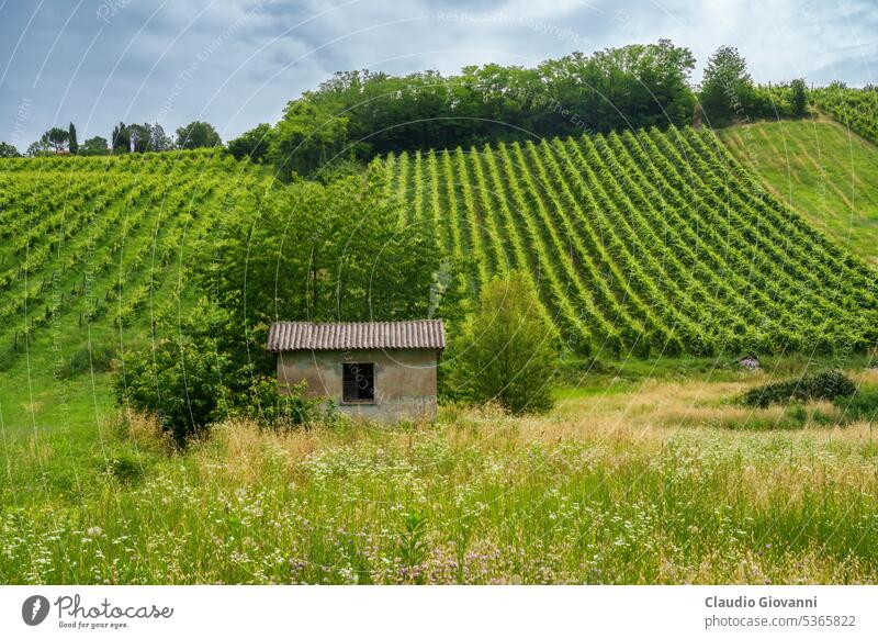 Hills of Oltrepo Pavese at June. Vineyards Europe Italy Lombardy Pavia Stradella agriculture color country day field green hill hut landscape nature photography