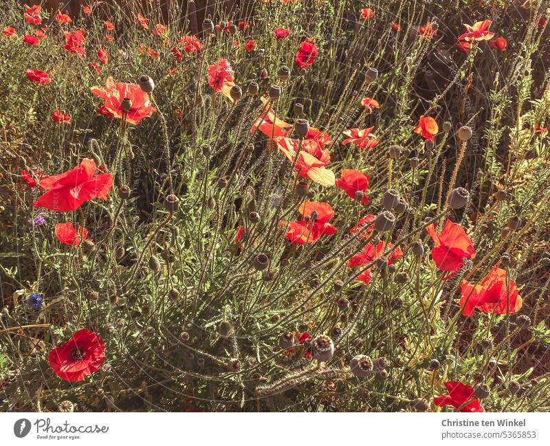 A flowering strip with poppies in the sunshine Poppy Corn poppy wild flowers Summer Light poppy meadow Blossoming Red pretty Meadow Climate protection Sunlight