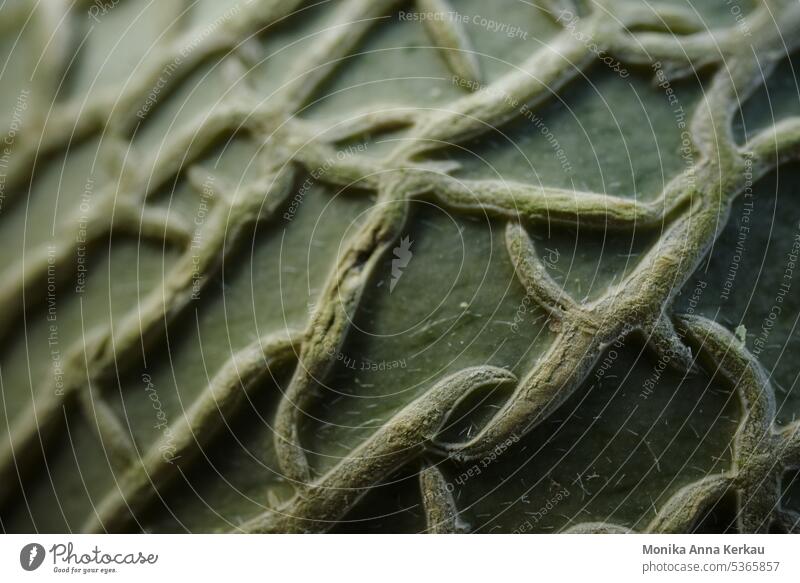 Abstract and mysterious : distinct mesh pattern of a melon rind in closeup abstract abstract pattern Abstraction pattern minimalistic pattern abstraction