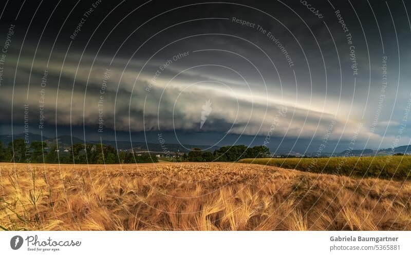 Gigantic shelf cloud moves over meadows and fields Gale storm clouds Clouds Storm front Weather Landscape Sky Nature unusual Dangerous Comfortless Cornfield