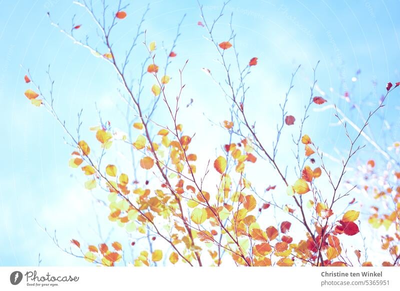 Bright autumn Autumn Autumnal Autumn leaves Orange light blue Blue Sunlight Nature Autumnal colours Transience Early fall Autumnal weather autumn mood Seasons